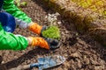 Gardener planting saxifrage flowers in spring garden. Transplanting groundcover into landscape soil