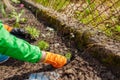 Gardener planting saxifrage flowers in spring garden. Transplanting groundcover into landscape soil