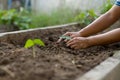 Gardener planting a seedling of legumes soil at garden