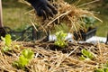 Gardener planting seedlings in freshly ploughed garden beds and spreading straw mulch