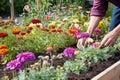 gardener, planting seeds in garden bed, with view of blooming flowers