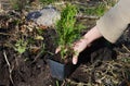 A gardener is planting a small sapling Thuja occidentalis Emerald Green, Smaragd Arborvitae from a pot into soil