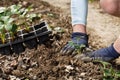 Gardener planting strawberry seedlings in freshly ploughed garden beds