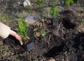 A gardener is planting Thuja occidentalis Smaragd or Emerald Green, American Arborvitae saplings from pots into soil in the