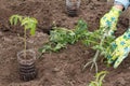 Gardener planting tomato seedling in a soil of a garden Royalty Free Stock Photo