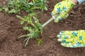 Gardener planting tomato seedling in a soil of a garden. Royalty Free Stock Photo