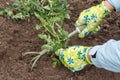 Gardener planting tomato seedling in a soil of a garden Royalty Free Stock Photo