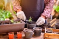 Gardener planting the tree and growth up. Home gardening nature and environment hobby. Royalty Free Stock Photo