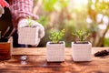 Gardener planting the tree and growth up. Home gardening nature and environment hobby. Royalty Free Stock Photo