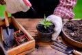 Gardener planting the tree and growth up. Home gardening nature and environment hobby. Royalty Free Stock Photo