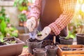 Gardener planting the tree and growth up. Home gardening nature and environment hobby. Relax and recreation Royalty Free Stock Photo