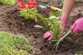 Gardener is planting vervain in a ground in a garden bed