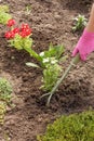Gardener is planting vervain in a ground in a garden bed