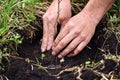 Gardener planting a young tree in the soil. Closeup hand of the gardener Royalty Free Stock Photo