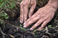 Gardener planting a young tree in the soil. Closeup hand of the gardener Royalty Free Stock Photo