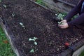 gardener plants cabbages in raised wooden bed. urban vegetable garden concept and home growing with young cabbage plants Royalty Free Stock Photo