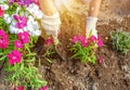 Gardener plants seedlings of colorful Chinese carnation flowers. Close-up photo of gloved hands with selective soft