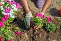 Gardener plants seedlings of flowers of multicolored Chinese carnations. Close-up photo of gloved hands with selective