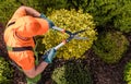 Gardener Plants Shaping Work Royalty Free Stock Photo