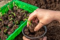 A gardener plants young tomato plants in larger containers