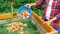 A gardener prepares compost from food organic waste in a DIY wooden compost bin. Preparation of compost from organic waste for