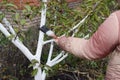 A gardener is preparing trees for winter by painting a fruit tree trunk and bark to protect it from sunburn using lime-based Royalty Free Stock Photo