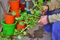 Gardener propagates geraniums from cuttings in spring