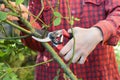 Gardener prune climbing rose bush. Rose pruning: climbing roses