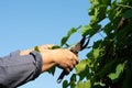 The gardener prunes the grape leaves for faster ripening. Royalty Free Stock Photo