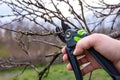 Pruning fruit in the spring