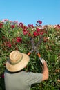 Gardener pruning Royalty Free Stock Photo