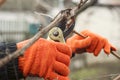 Gardener is pruning branches with pruning shears. Spring plant pruning. Spring gardening work