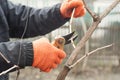 Gardener is pruning branches with pruning shears. Spring plant pruning. Spring gardening work