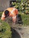 Gardener is pruning the bushes, clearing branches, spring