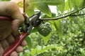 Gardener pruning custard apple trees with pruning shears Royalty Free Stock Photo