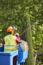 Gardener pruning a cypress with a chainsaw on a crane