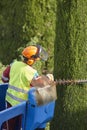 Gardener pruning a cypress with a chainsaw and a crane