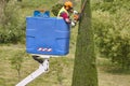 Gardener pruning a cypress on a crane. Seasonal