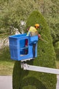 Gardener pruning a cypress on a crane. Seasonal job