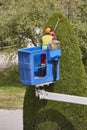 Gardener pruning a cypress on a crane. Seasonal job