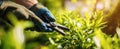 The gardener pruning fresh green plants with precision in a sunny garden setting..AI generated image Royalty Free Stock Photo