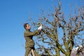 Pruning fruit tree with a pruning shears Royalty Free Stock Photo