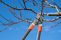 Pruning fruit tree with pruning shears Royalty Free Stock Photo