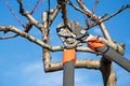 Pruning fruit tree with pruning shears Royalty Free Stock Photo