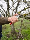 Gardener pruning fruit trees with pruning shears