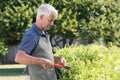 Gardener pruning hedge Royalty Free Stock Photo