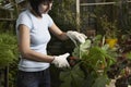 Gardener Pruning Leaves In Greenhouse