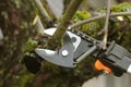 Gardener pruning old tree with pruning shears Royalty Free Stock Photo