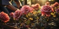 A Gardener Pruning a Rose Bush in a Lush Garden AI Generated