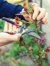 Gardener pruning roses in the garden. Selective focus